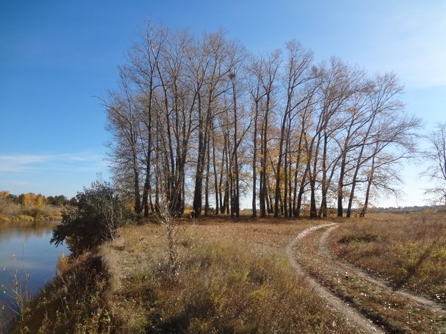 У реки над водой тополя