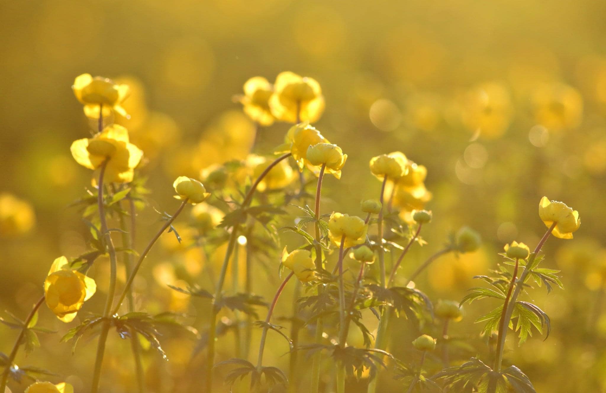 Золотая пора