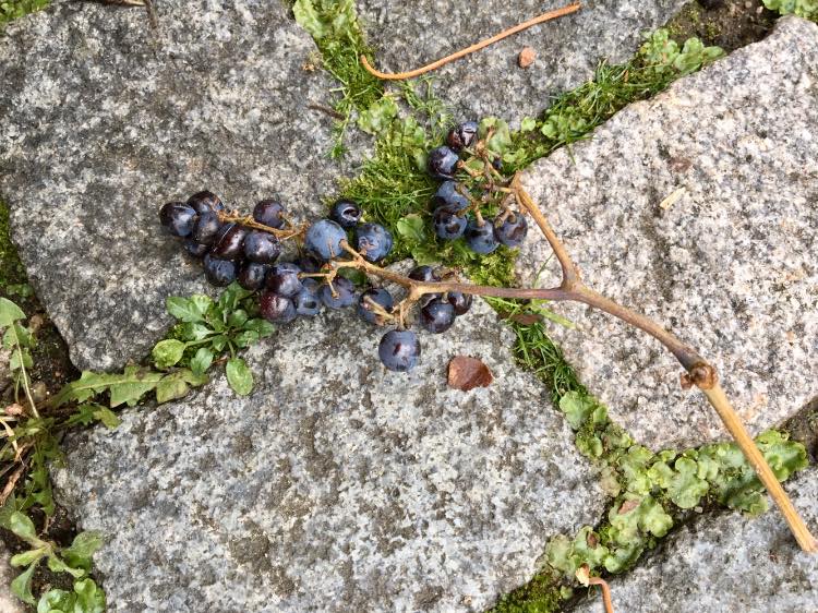 Под конец никто ничто не вспомнит...