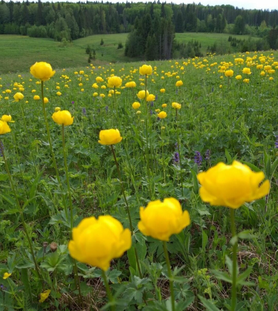 Какая роскошь ты, июнь!