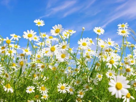 Лети лепесток