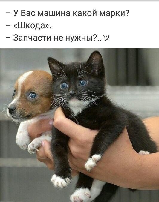 Закон Сования