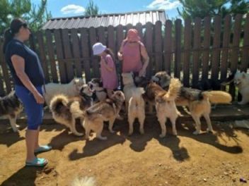 Эти славные Хаски