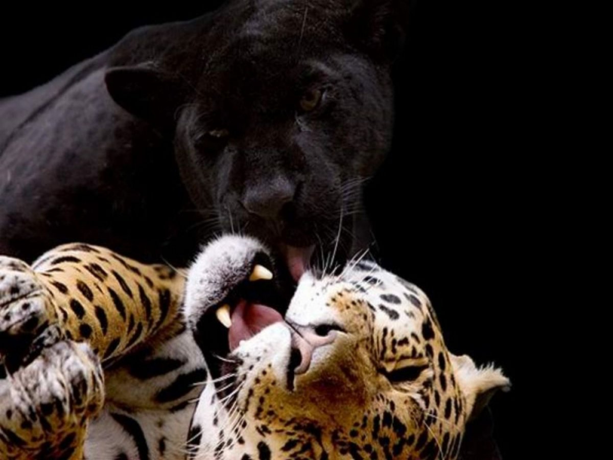 Горячая штучка