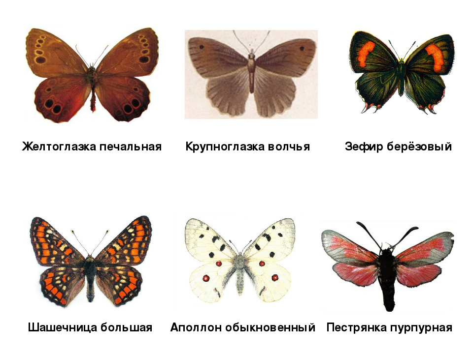 Бабочки относятся к группе