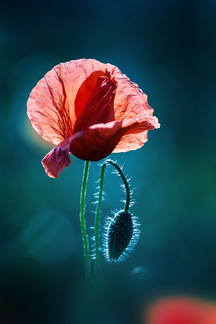 Маки потухли