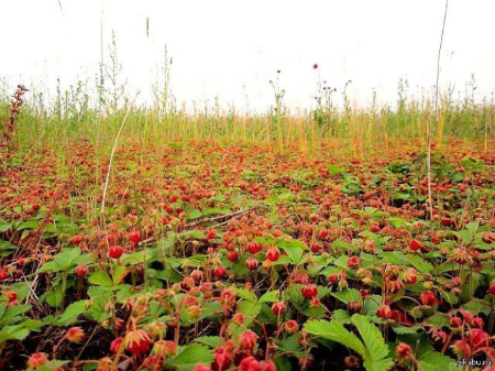 Земляники аромат