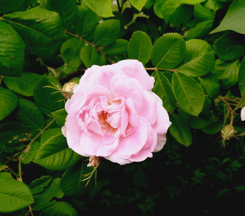 Июнь - чудесная пора