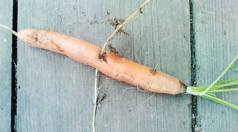 Любовь-морковь