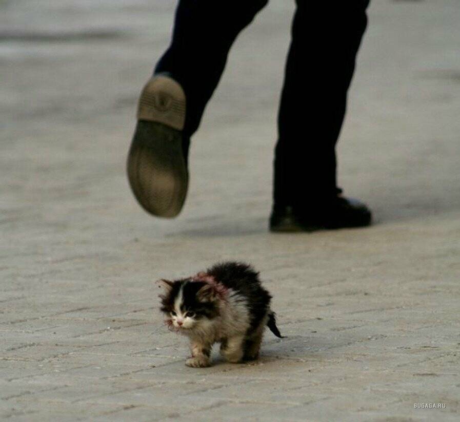 Мем с котом я обязательно выживу