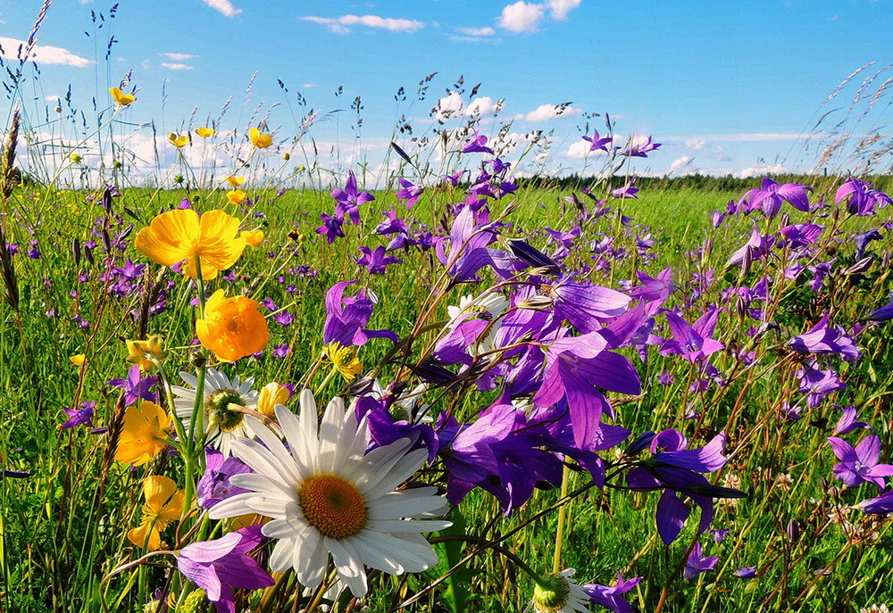 Спасибо, июнь