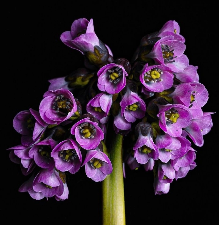 Я прощаюсь с ВАМИ и ВЫ меня Простили, как дым!