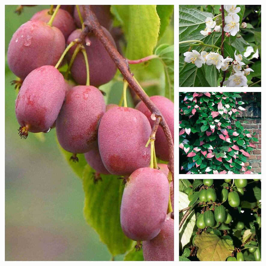 Актинидия острая