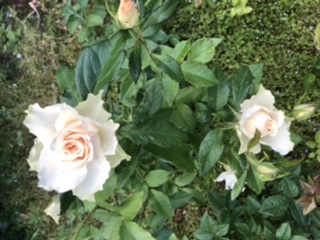 Пусть миру будет хорошо!