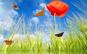 Пляшет солнце