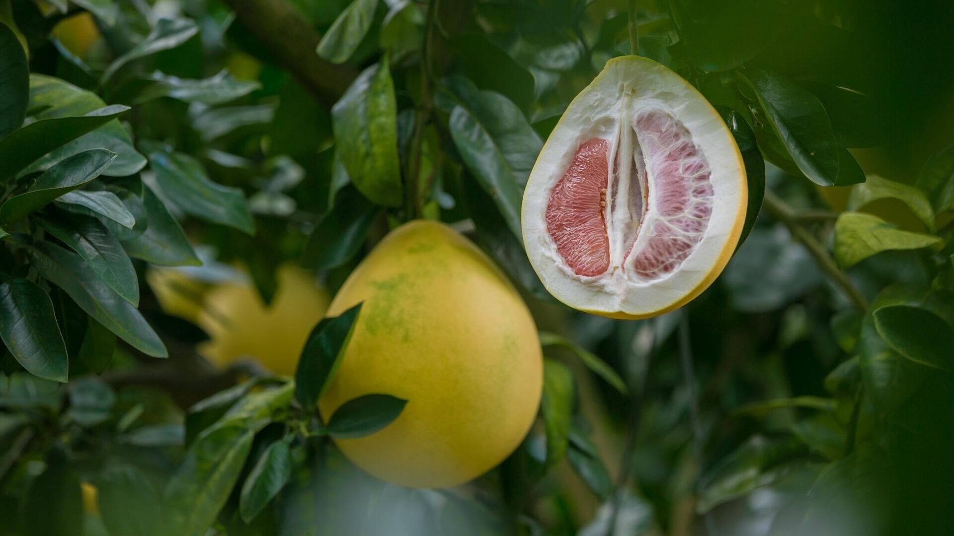 Помело. Фрукт диабетиков и сердечников