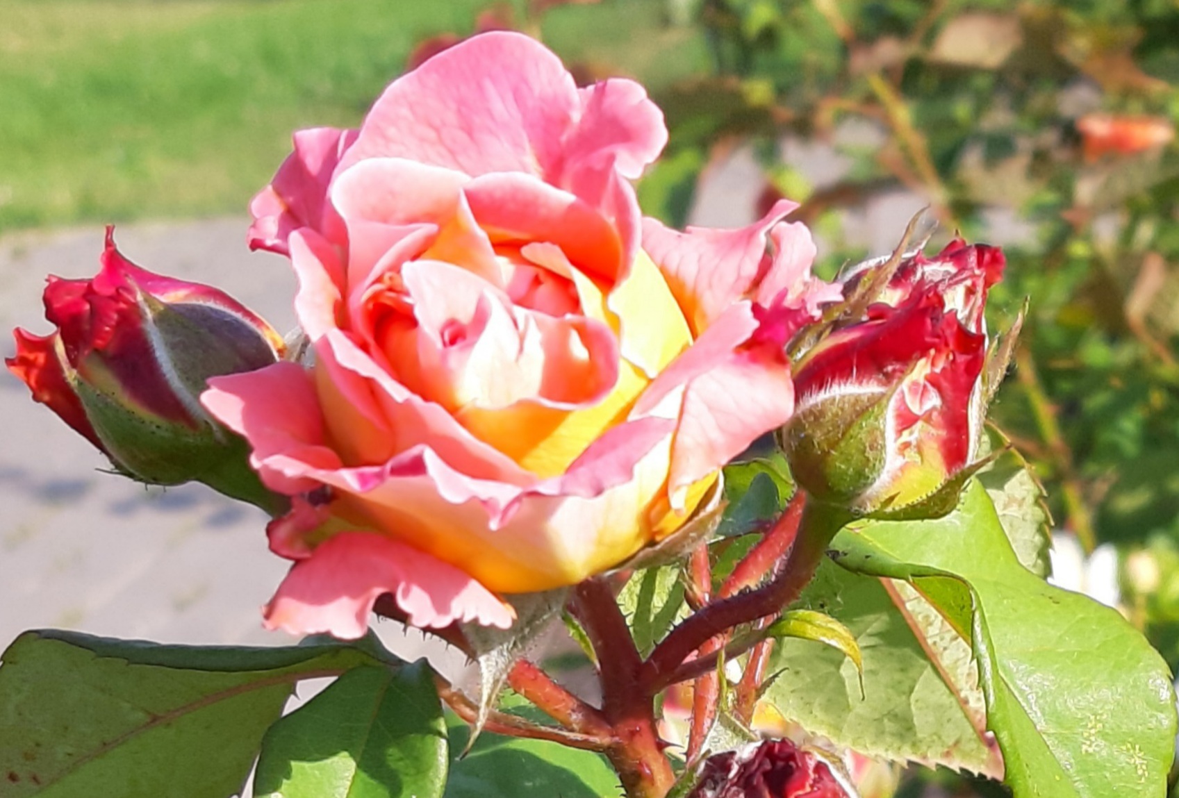 Как научиться просто жить?