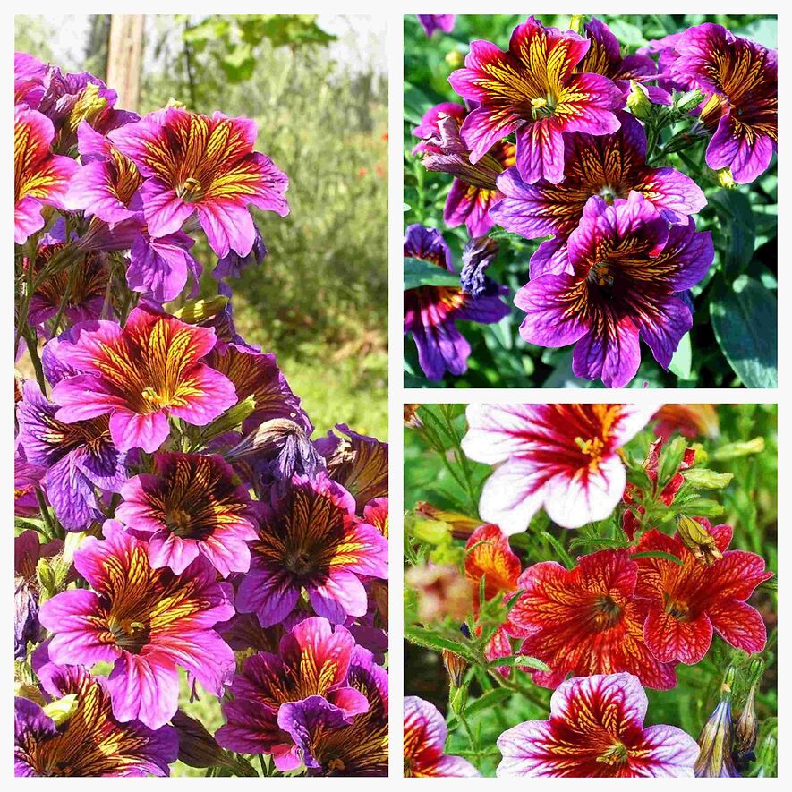 Сальпиглоссис