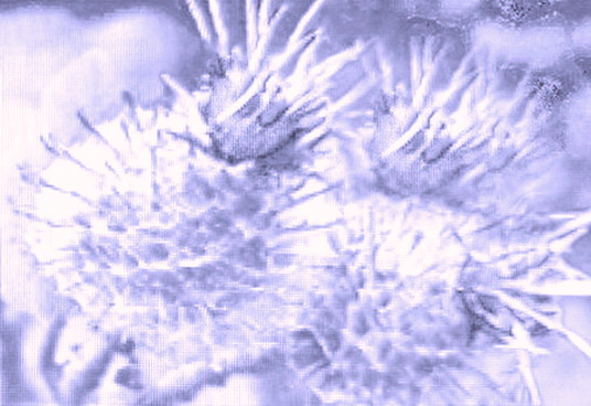 Третий глаз, рука... Афоризм из букета