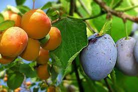 Почти басня 2