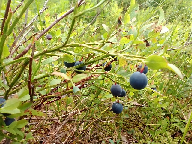 В гостях у Леса...