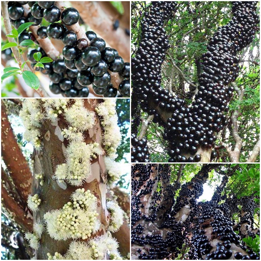 Жаботикаба