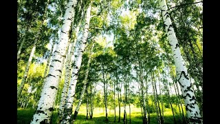 Берёзовая роща