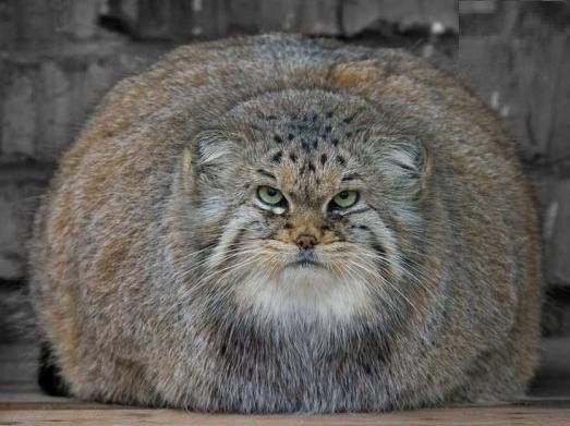 Мага метания