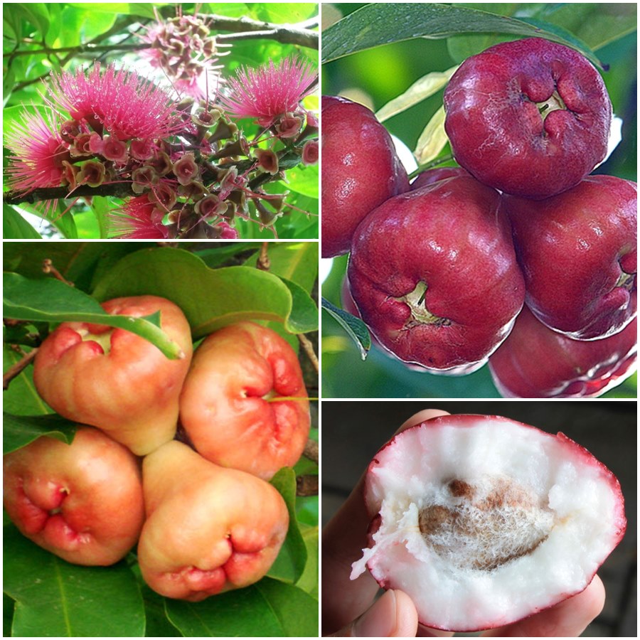 Ямбоза. Малайское яблоко