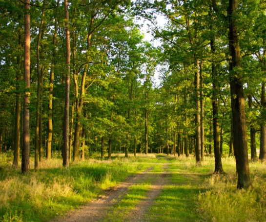 На свободу!