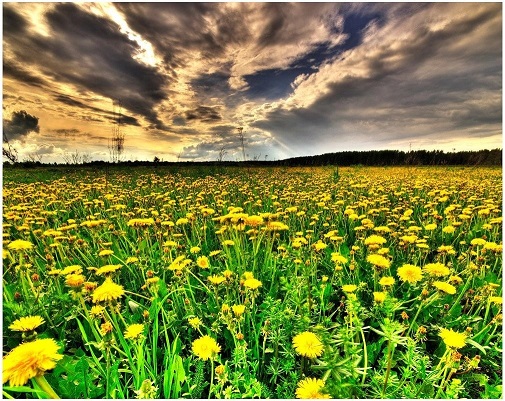 Угрозы, грозы, розы...