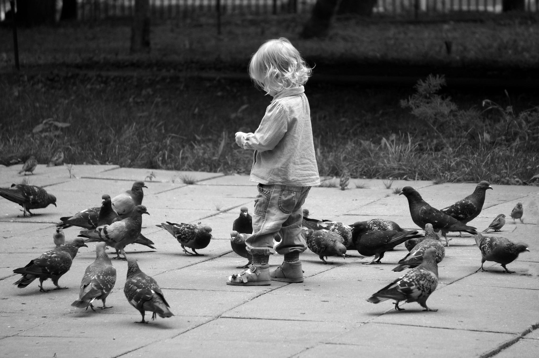 Стая или стадо?