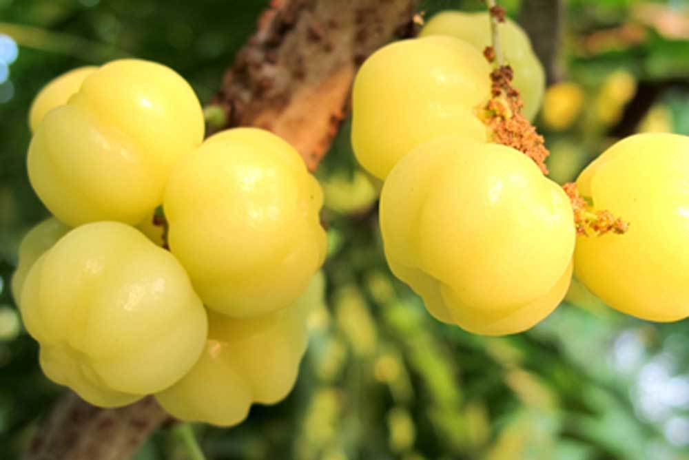 Антильский крыжовник