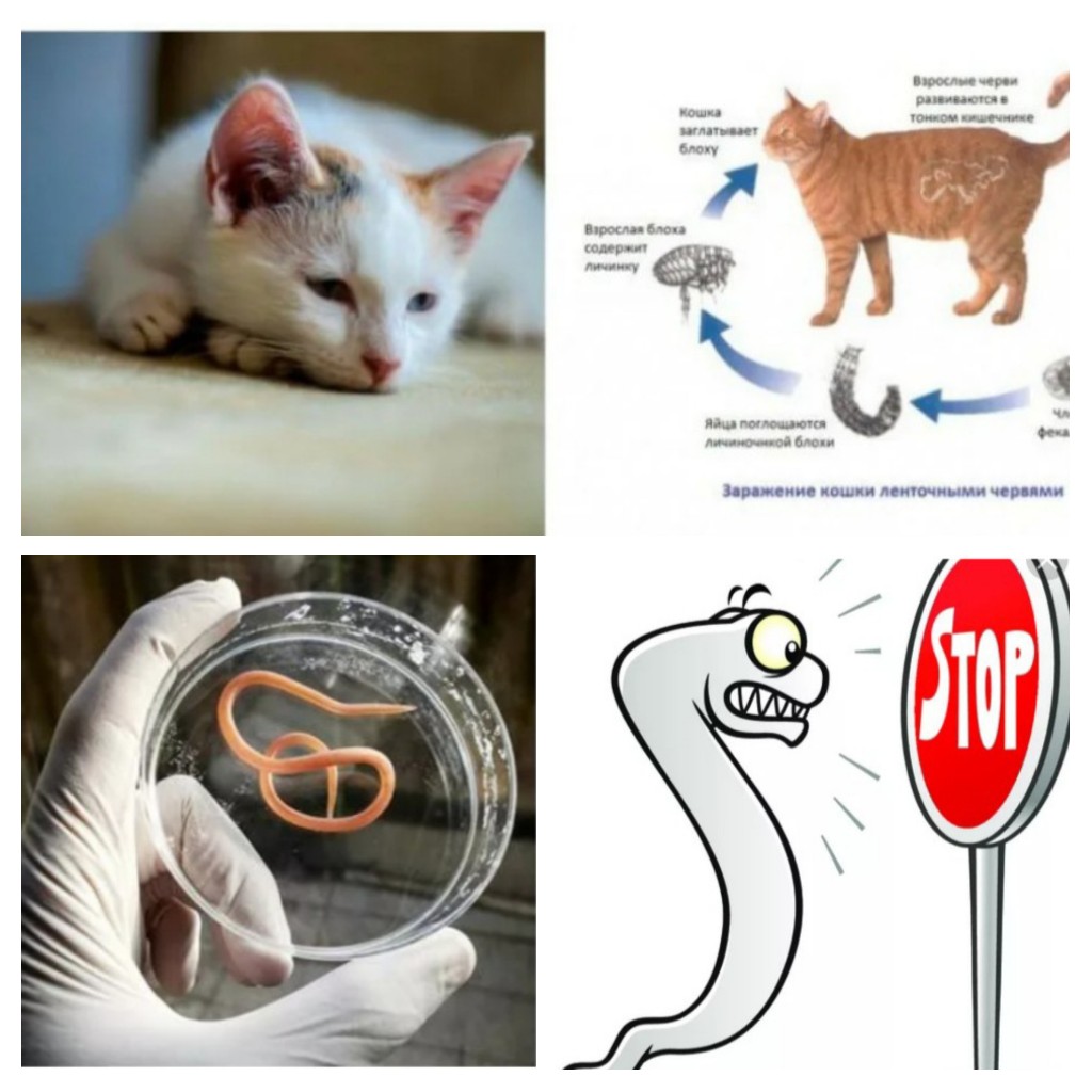 Анекдот в помощь, или О спецоперации