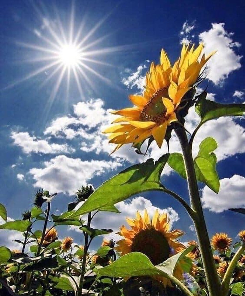Чудесная солнечная погода. Подсолнух и солнце. Цветы и солнце. Солнечный цветок. Лето солнце.