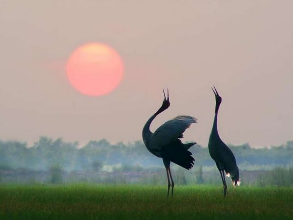 Не лги мне, птица!