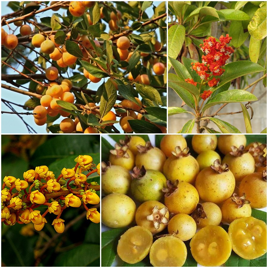 Бирсонима толстолистная