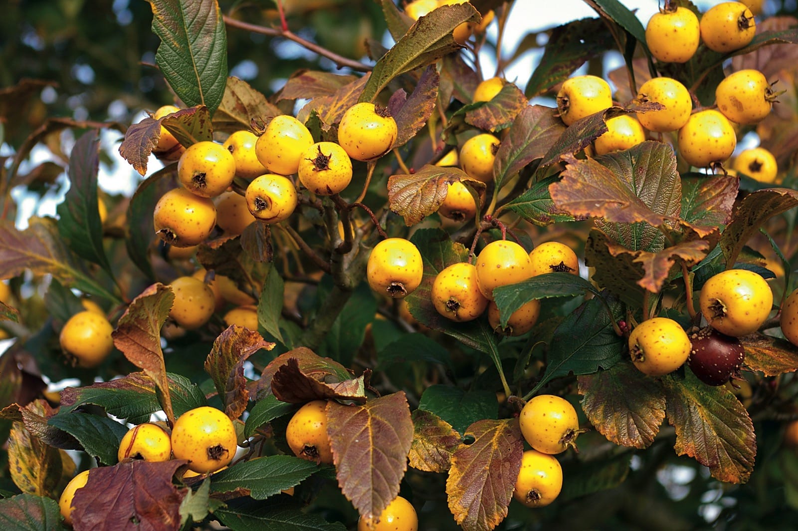 Боярышник мексиканский