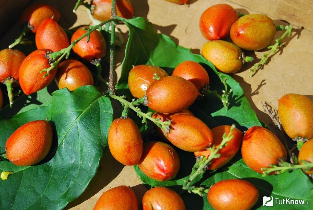 Бунхозия серебристая