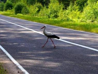 Аист на дороге