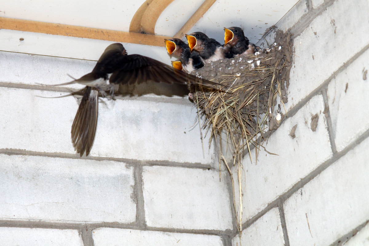 Гнезда птиц в домах. Гнездо ласточки. Ласточкино гнездо птицы. Гнездо ласточки под крышей. Ласточкино гнездо птички.