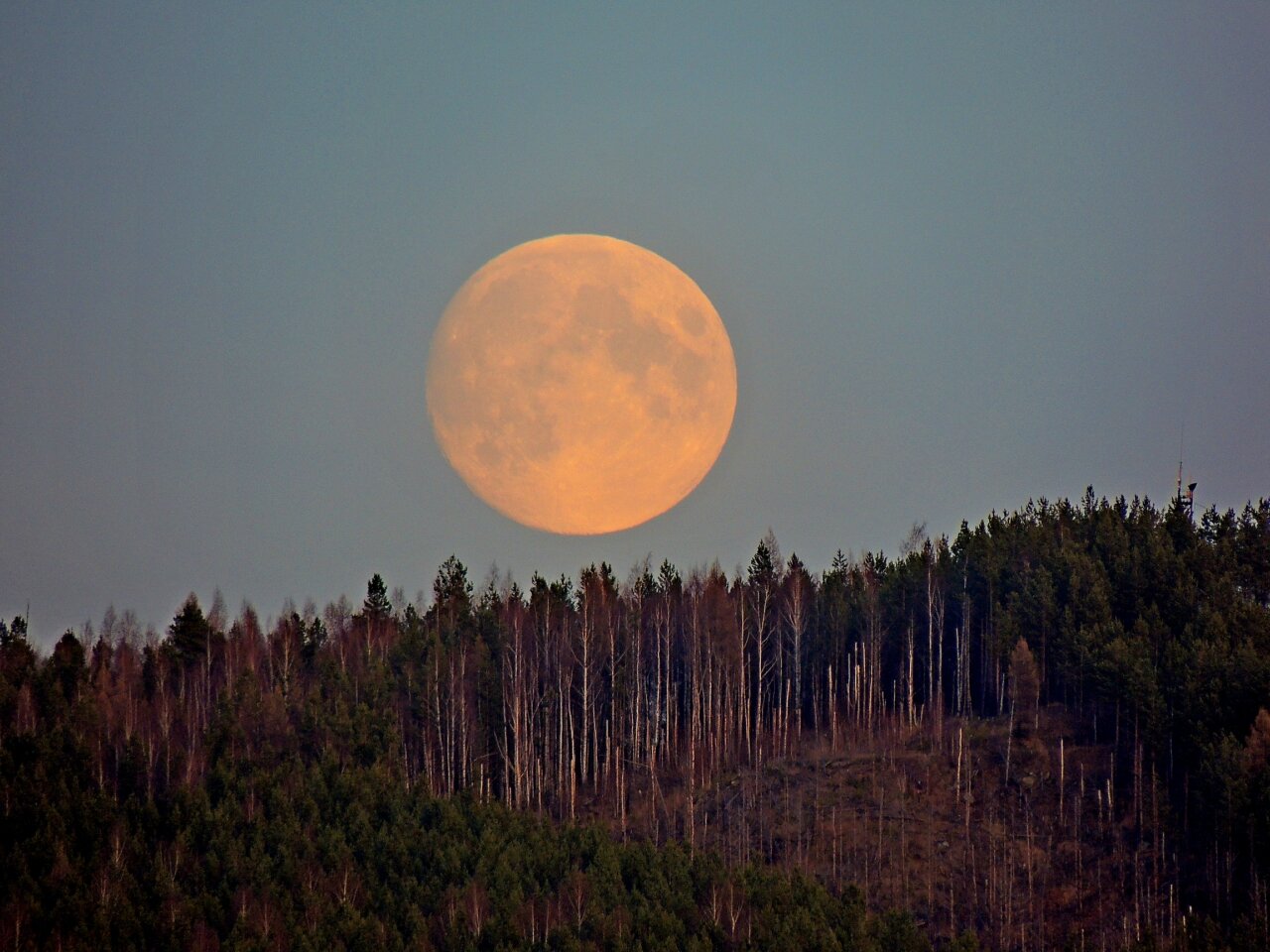 Кругом стало темно. Восход Луны, Эрнандес, Нью-Мексико. Восход полнолуния. Восход Луны над лесом.