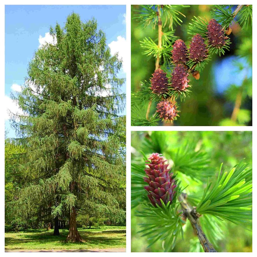 Лиственница