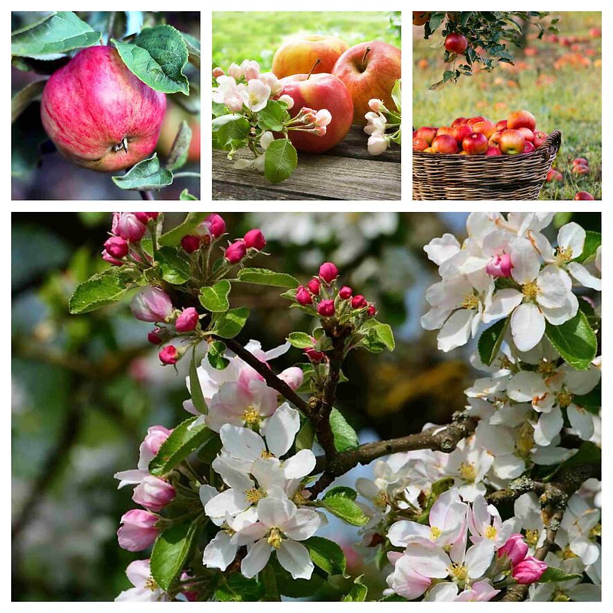Яблони