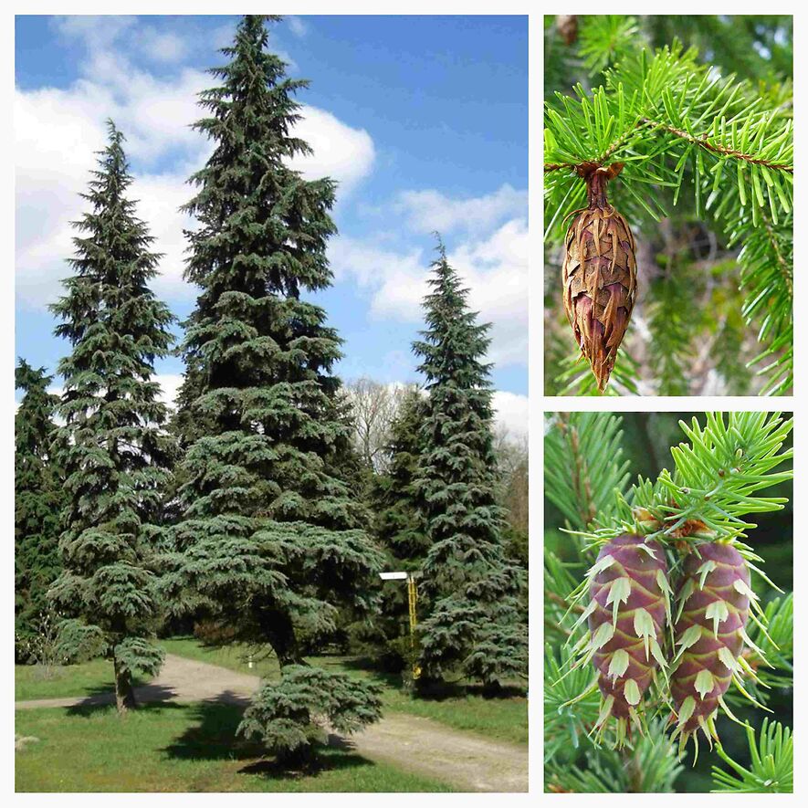 Дугласова пихта