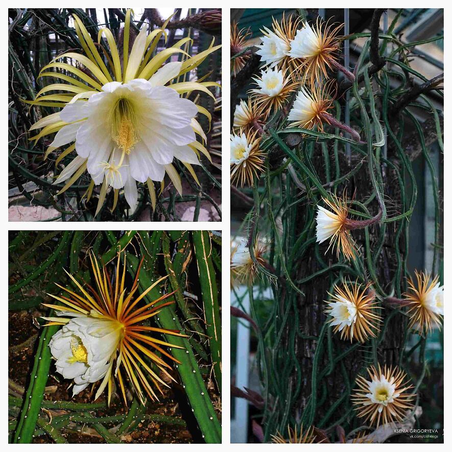 Селеницереус - царица ночи