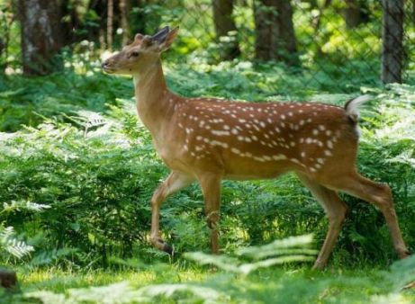 Кормление оленей