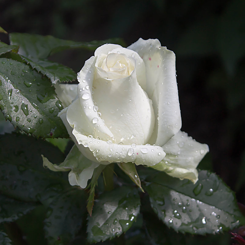 Дяденька, ау