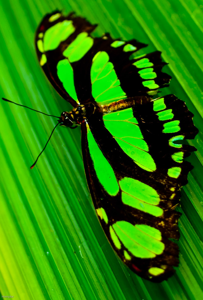 Черно зеленая бабочка. Грин бабочка. Зеленая бабочка. Салатовая бабочка.