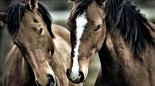 Если не вникать... Стафор